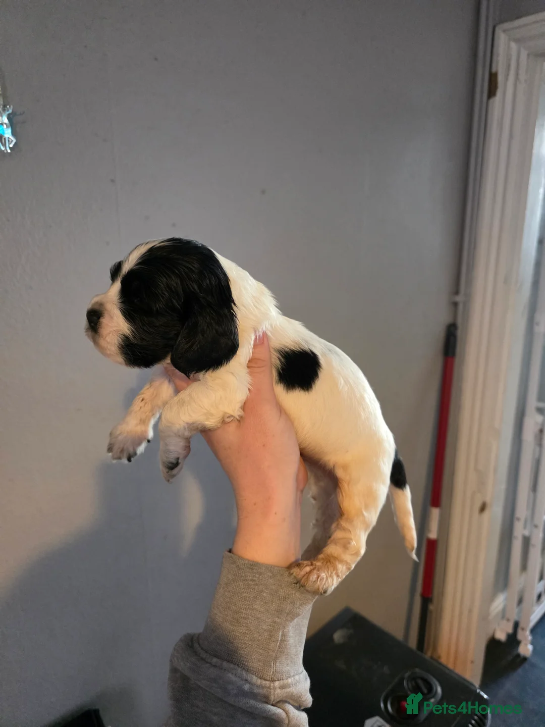 Cocker Spaniel dogs for sale: Show type cocker spaniel puppy's  - Advert 1