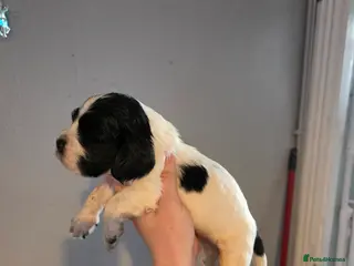 Cocker Spaniel dogs Show type cocker spaniel puppy's - Advert 7