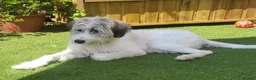 Mixed Breed dogs for adoption: RAYNA - Advert 4