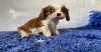 Cavalier King Charles Spaniel dogs - Advert 6