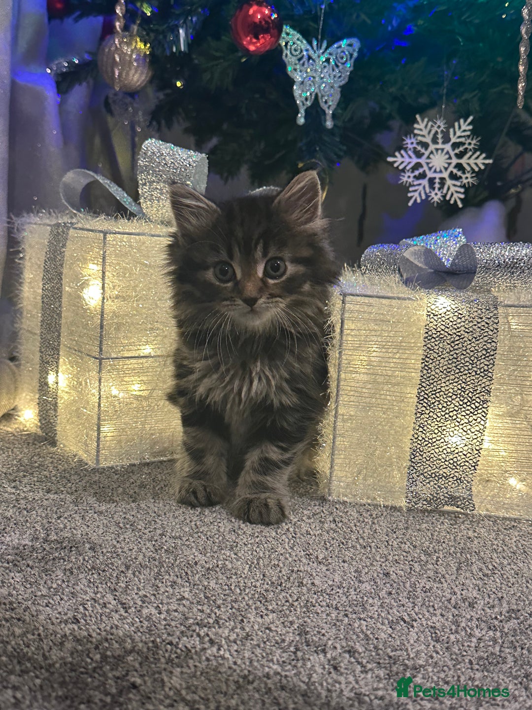 Siberian cats for sale: Beautiful Siberian Kitten – Baby Boy ✨ - Advert 8