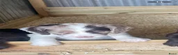 Sprocker dogs for sale: Sprocker puppies - working lines - Advert 2