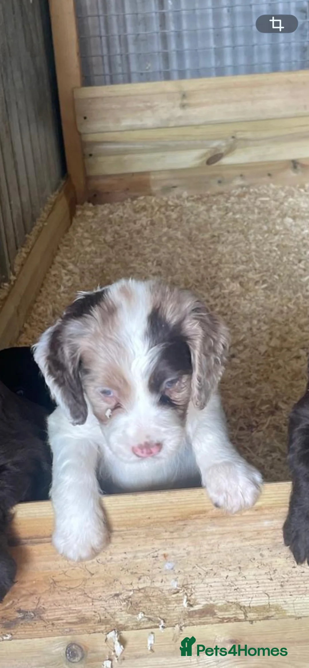 Sprocker dogs for sale: Sprocker puppies - working lines - Advert 2
