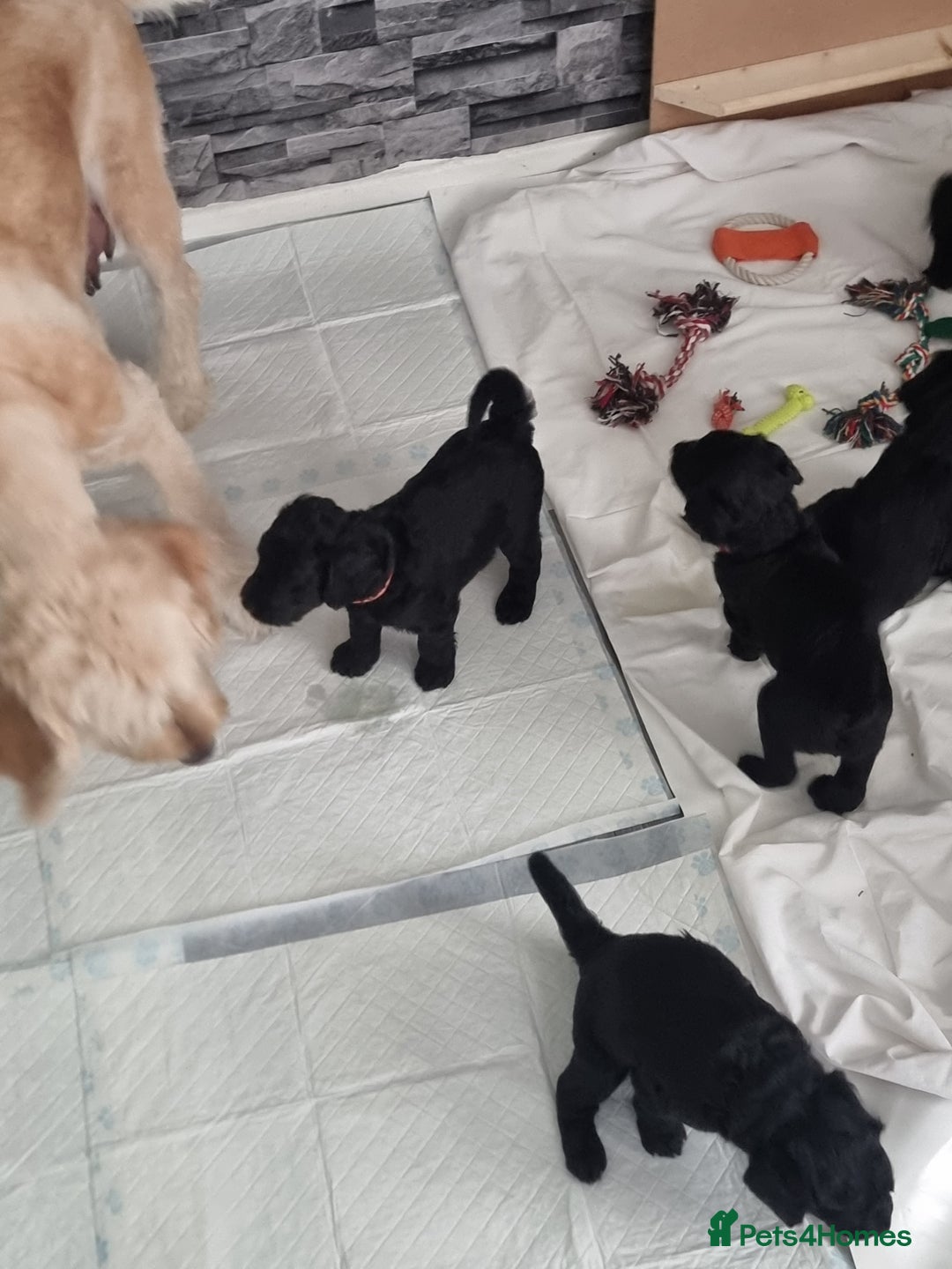 Goldendoodle dogs for sale: 🐾READY TO LEAVE🐾Standard goldendoodle - Image 17