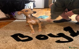 Mixed Breed dogs for sale: Beautiful puppies for sale!!!  - Image 19