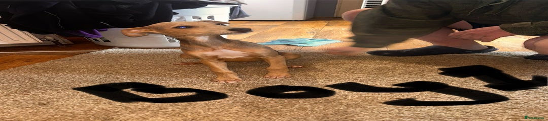 Puppy 3