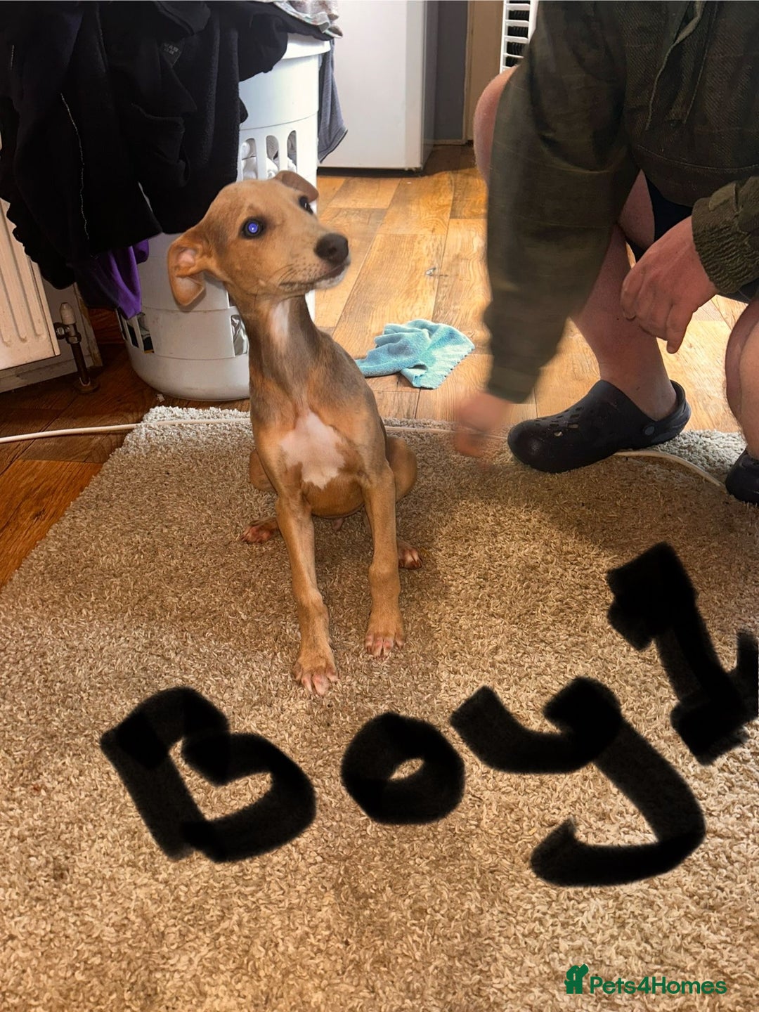 Mixed Breed dogs for sale: Beautiful puppies for sale!!!  - Image 19