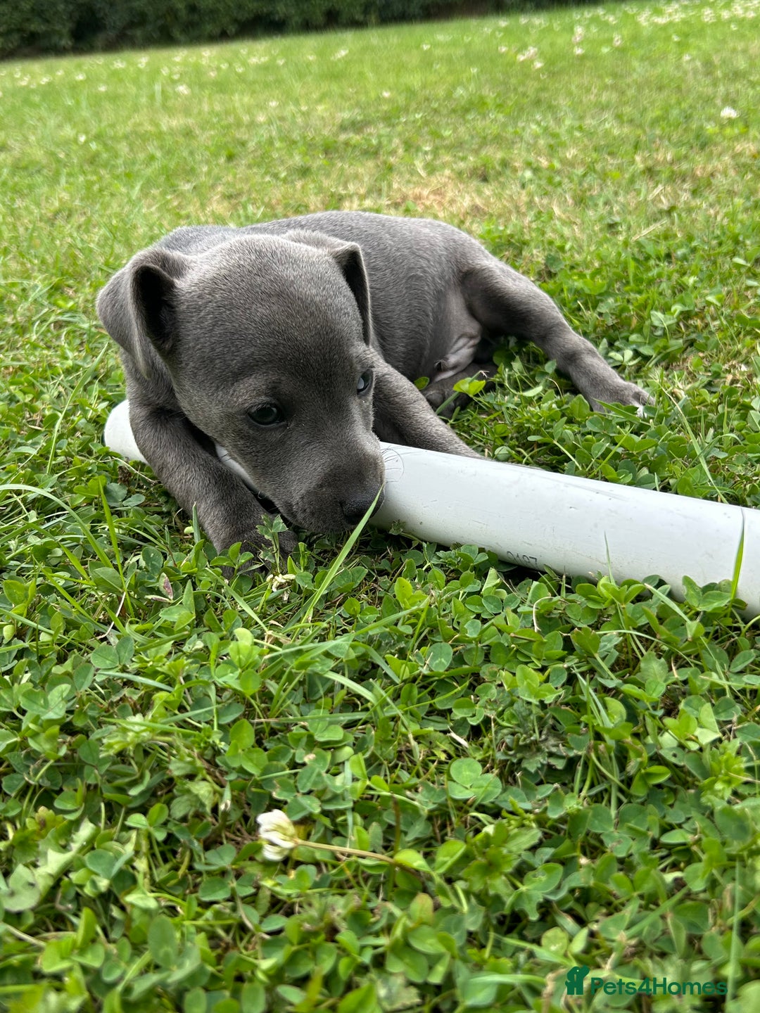 Jack Russell dogs for sale: Jack Russell, stunning litter,  in Doncaster - Image 25