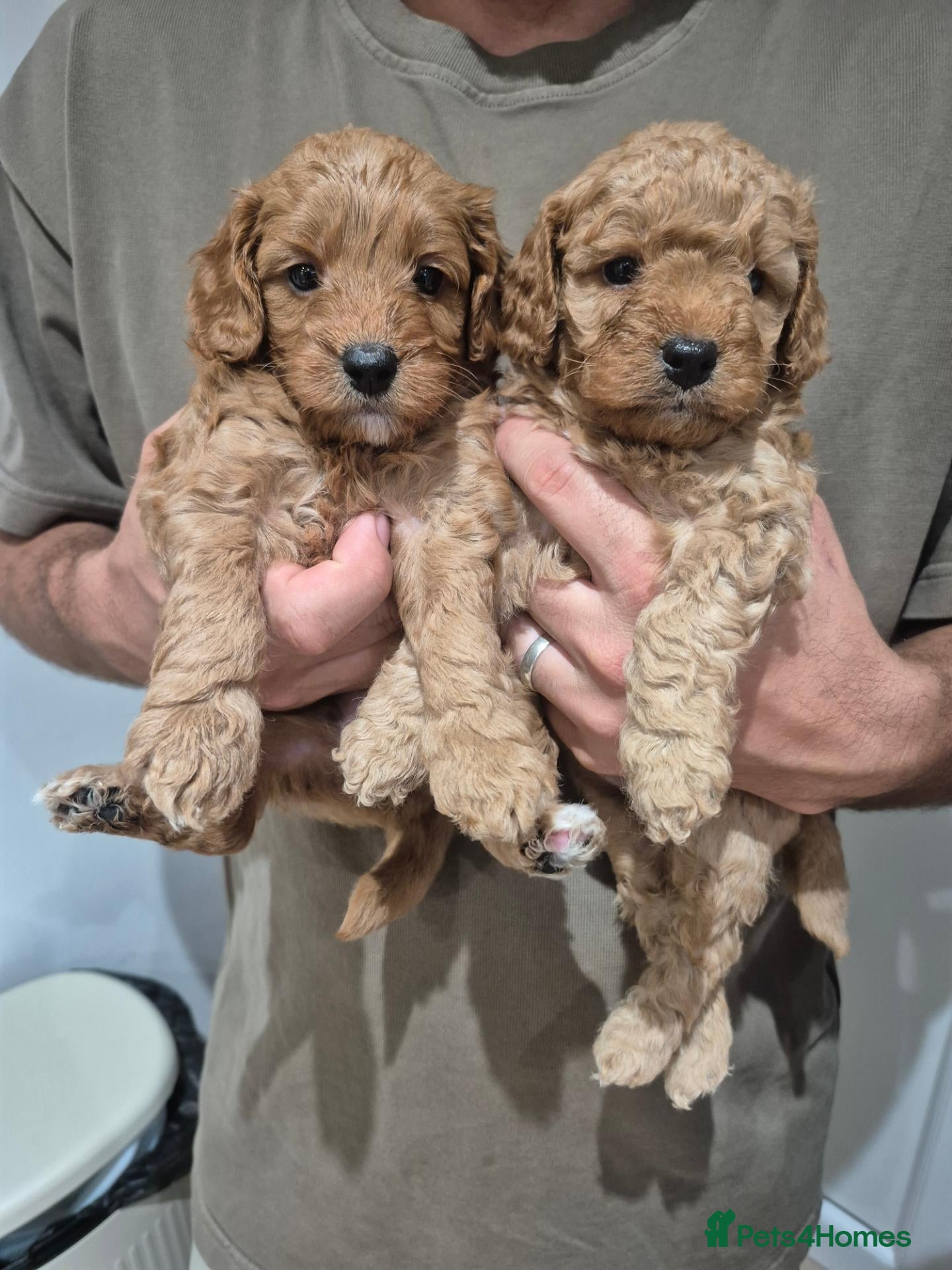 Cockapoo dogs F1B red and apricot curly and wavy cockapoos - Advert 1