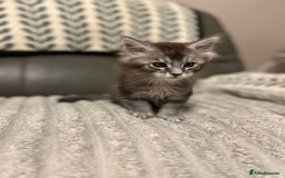 Maine Coon cats for sale: 1 beautiful Male kitten left - Image 8