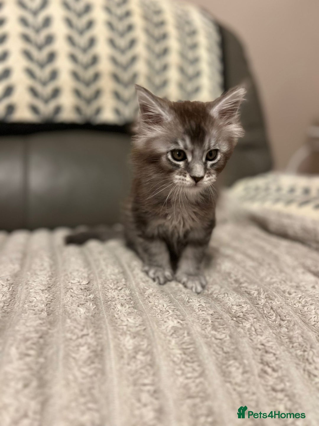 Maine Coon cats for sale: 1 beautiful Male kitten left - Image 8
