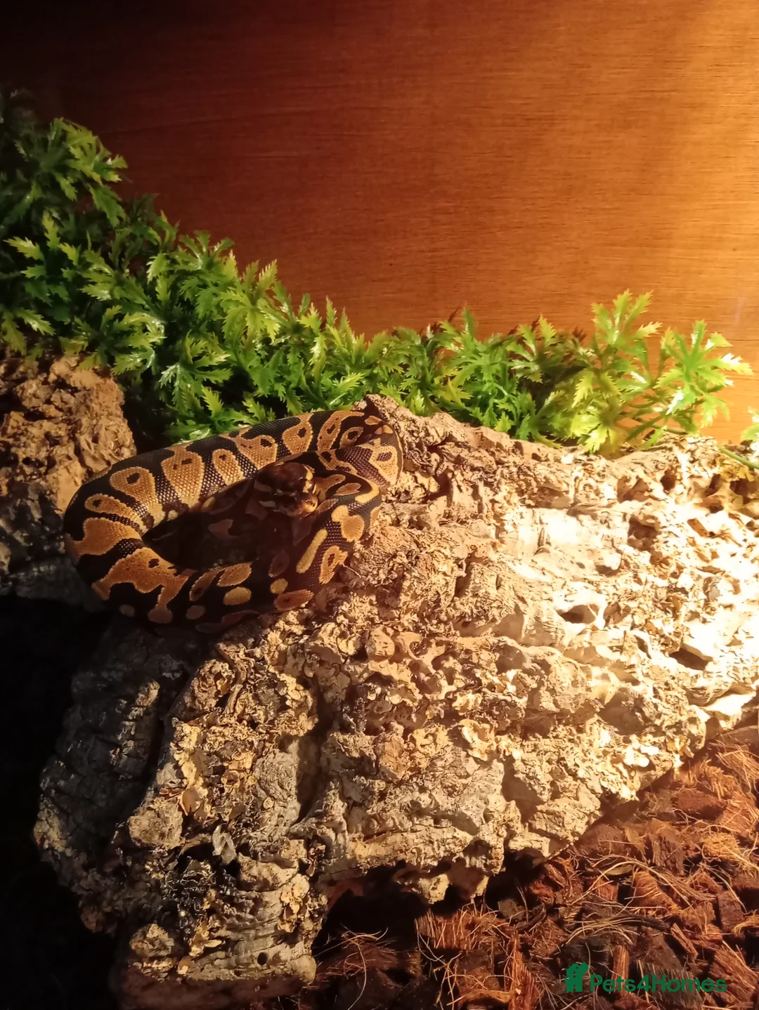 Python Snake reptiles for sale: Royal pythons plus vivariums full set up  - Advert 12