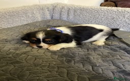 Cavalier King Charles Spaniel dogs for sale: Cavalier King Charles  - Image 9