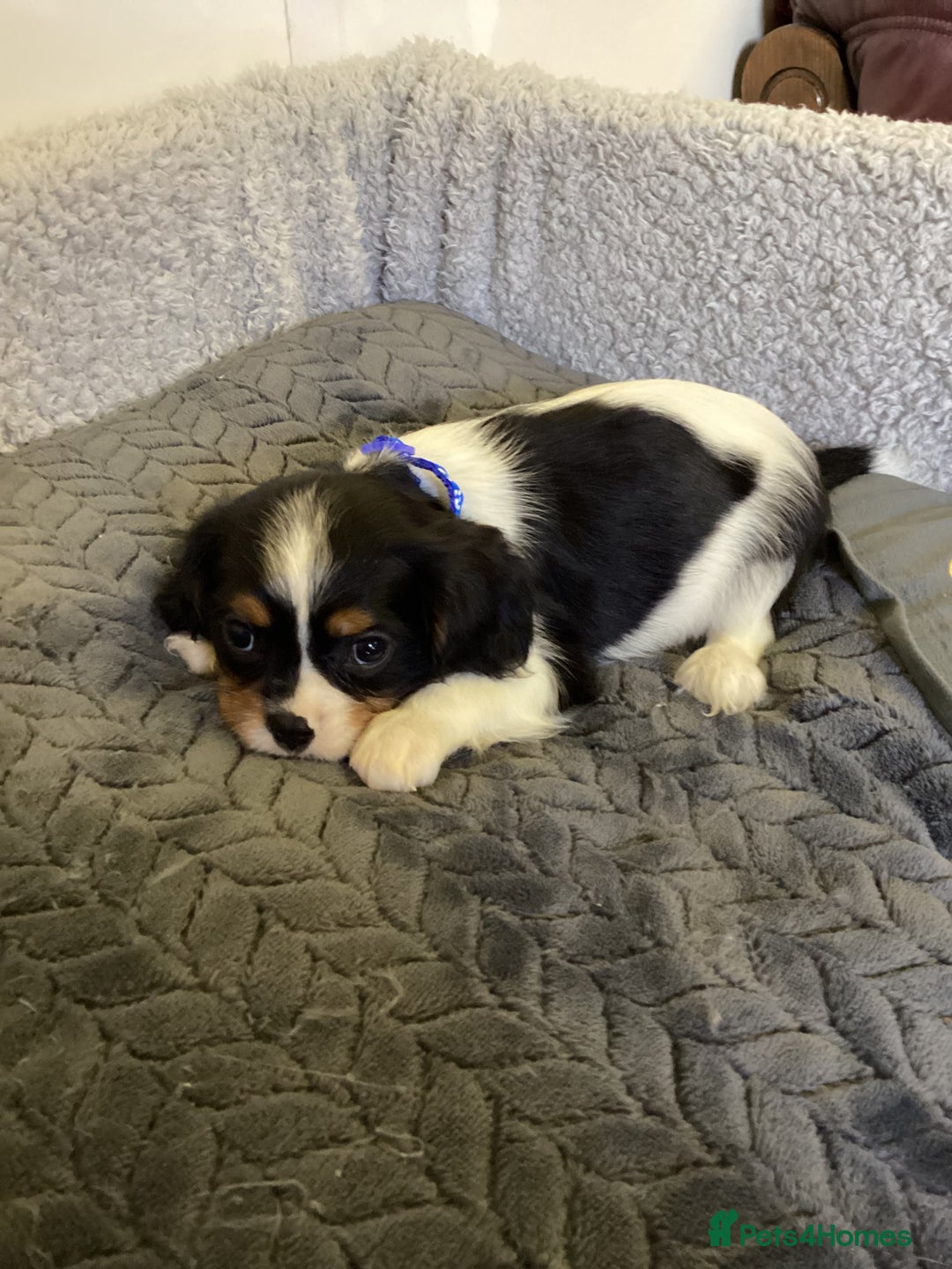 Cavalier King Charles Spaniel dogs for sale: Cavalier King Charles  - Image 9