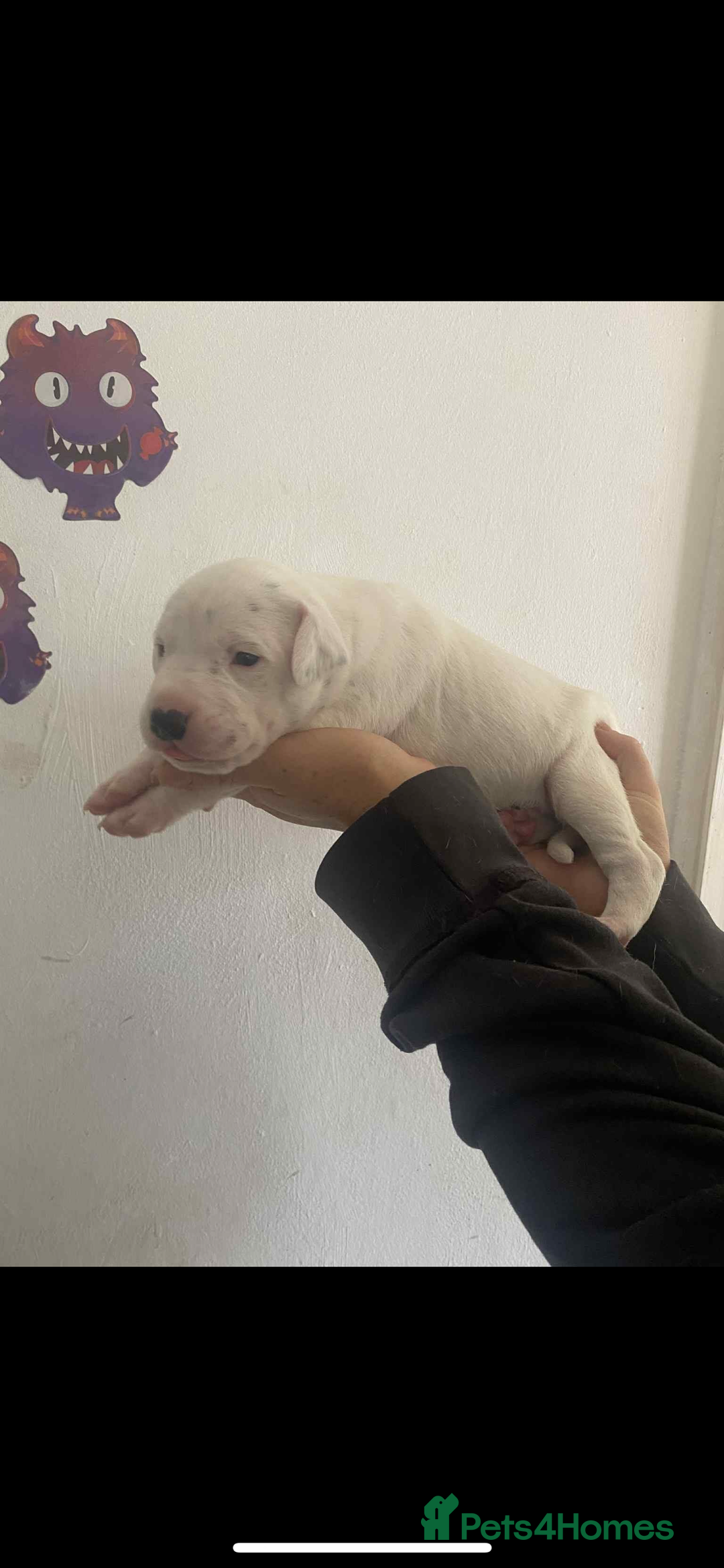 Mixed Breed dogs for sale: Staffyxdalmation st bernard - Image 7