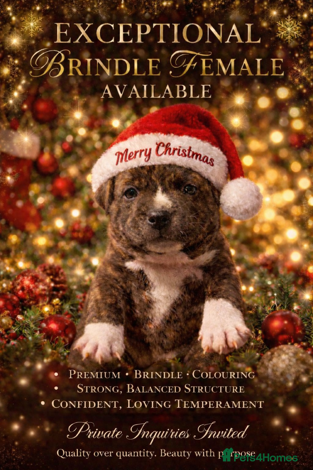 Staffordshire Bull Terrier dogs 🥨A BRINDLE LOVERS DREAM.🥨 - Advert 2