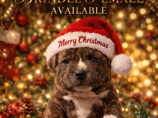 Staffordshire Bull Terrier dogs 🥨A BRINDLE LOVERS DREAM.🥨 - Advert 2