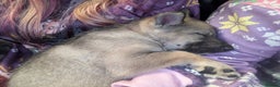 Saarloos Wolfdog dogs for sale: Lupine dog puppy female  - Advert 5