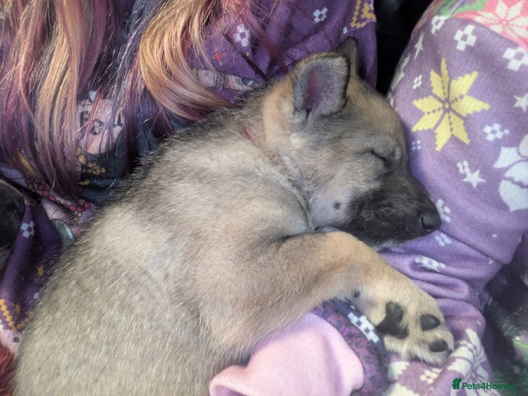 Saarloos Wolfdog dogs for sale: Lupine dog puppy female  - Advert 5