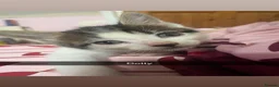 Domestic Shorthair cats for sale: Beautiful playful loving kittens  in Wolverhampton - Advert 11