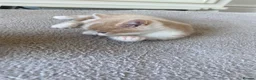 American Shorthair cats for sale: 2 Gorgeous boys - Advert 10