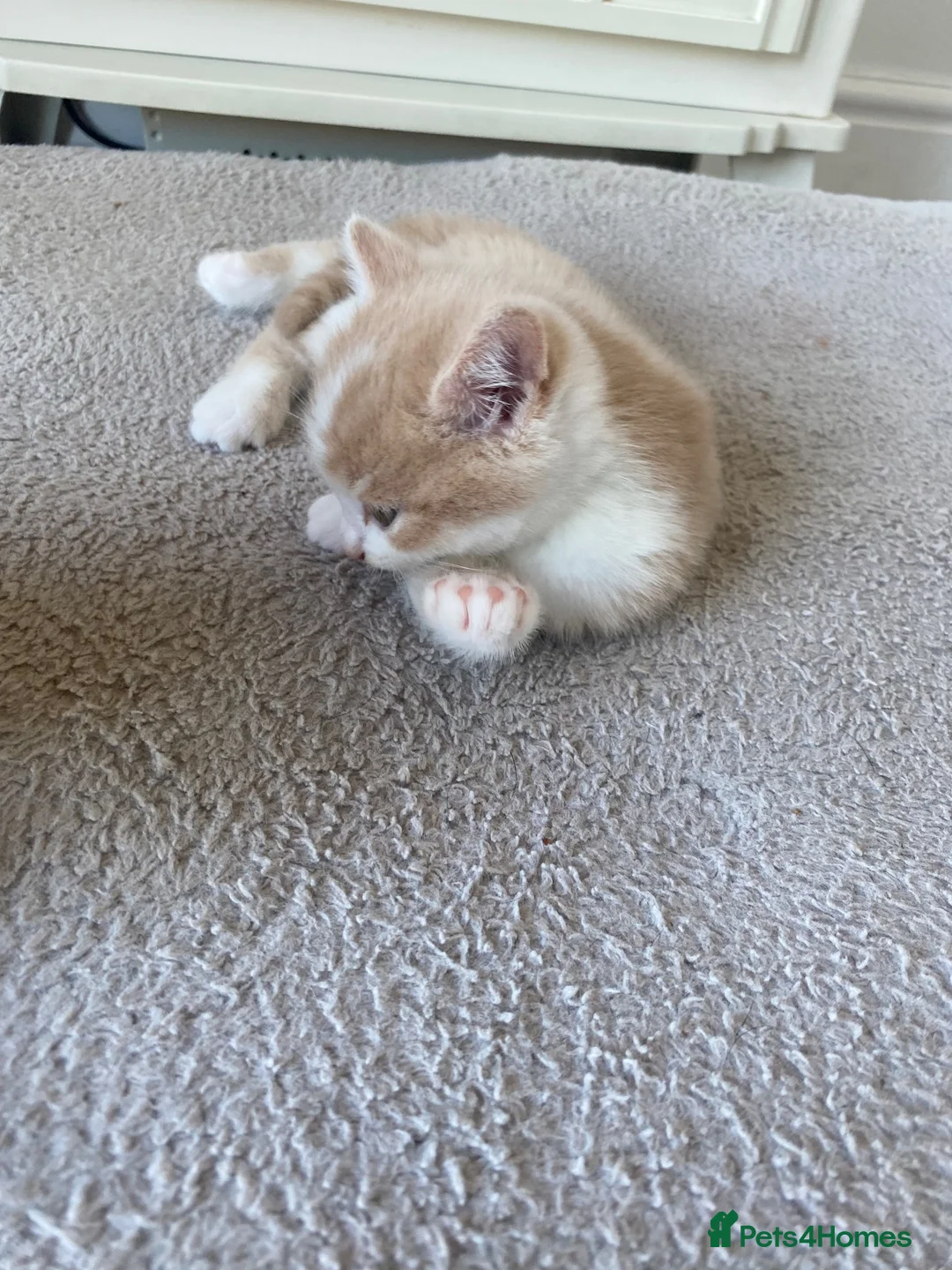 American Shorthair cats for sale: 2 Gorgeous boys - Advert 10