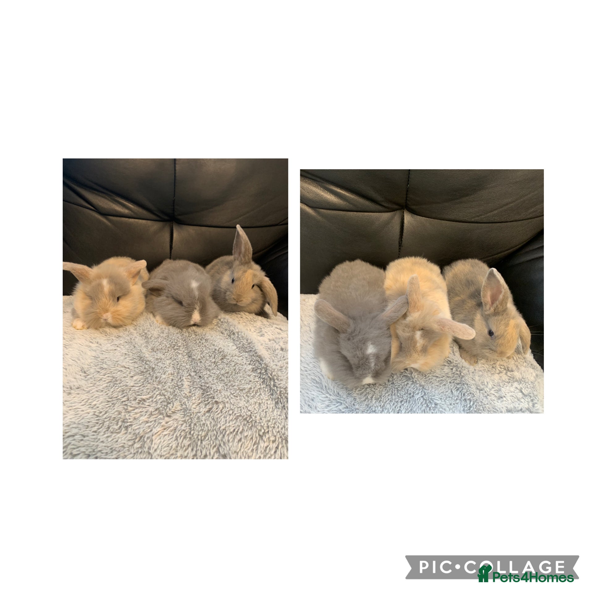 Mixed Breed rabbits Mini lion lops  - Advert 15