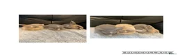 Mixed Breed rabbits for sale: LAST BABY GIRL Mini lion lops  - Advert 3
