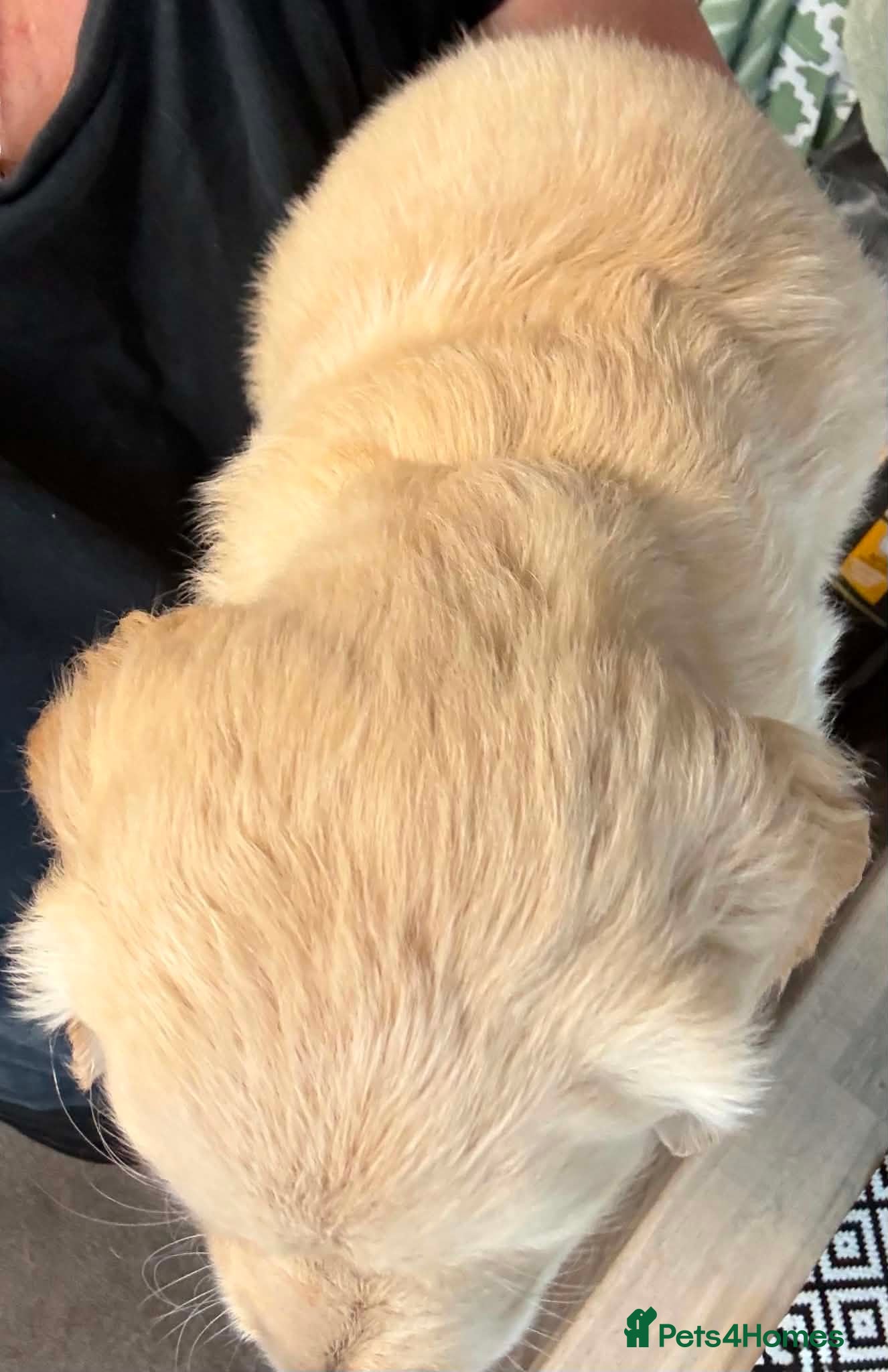 Golden Retriever dogs Chunky KC Golden Retriever Puppies - Advert 1