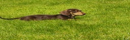 Dachshund dogs for stud: Harley (kleinartemis apollo) kc name  in Glasgow - Advert 8