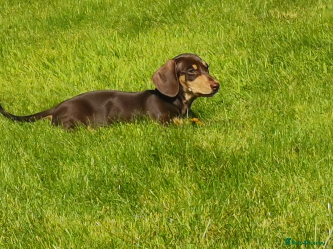 Dachshund dogs for stud: Harley (kleinartemis apollo) kc name  in Glasgow - Advert 8