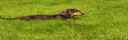 Dachshund dogs for stud: Harley (kleinartemis apollo) kc name  in Glasgow - Advert 8