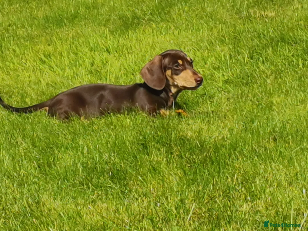 Dachshund dogs for stud: Harley (kleinartemis apollo) kc name  in Glasgow - Advert 8