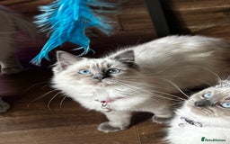 Ragdoll cats for sale: One Stunning Ragdoll Kitten Available Now - Image 5