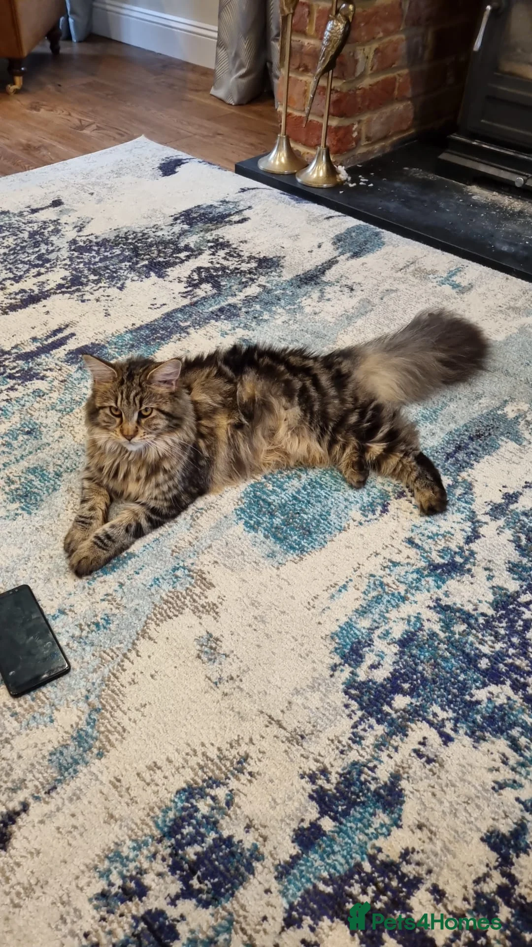 Maine Coon cats for sale: 7 Beautiful Maine Coon x Kittens - Advert 15