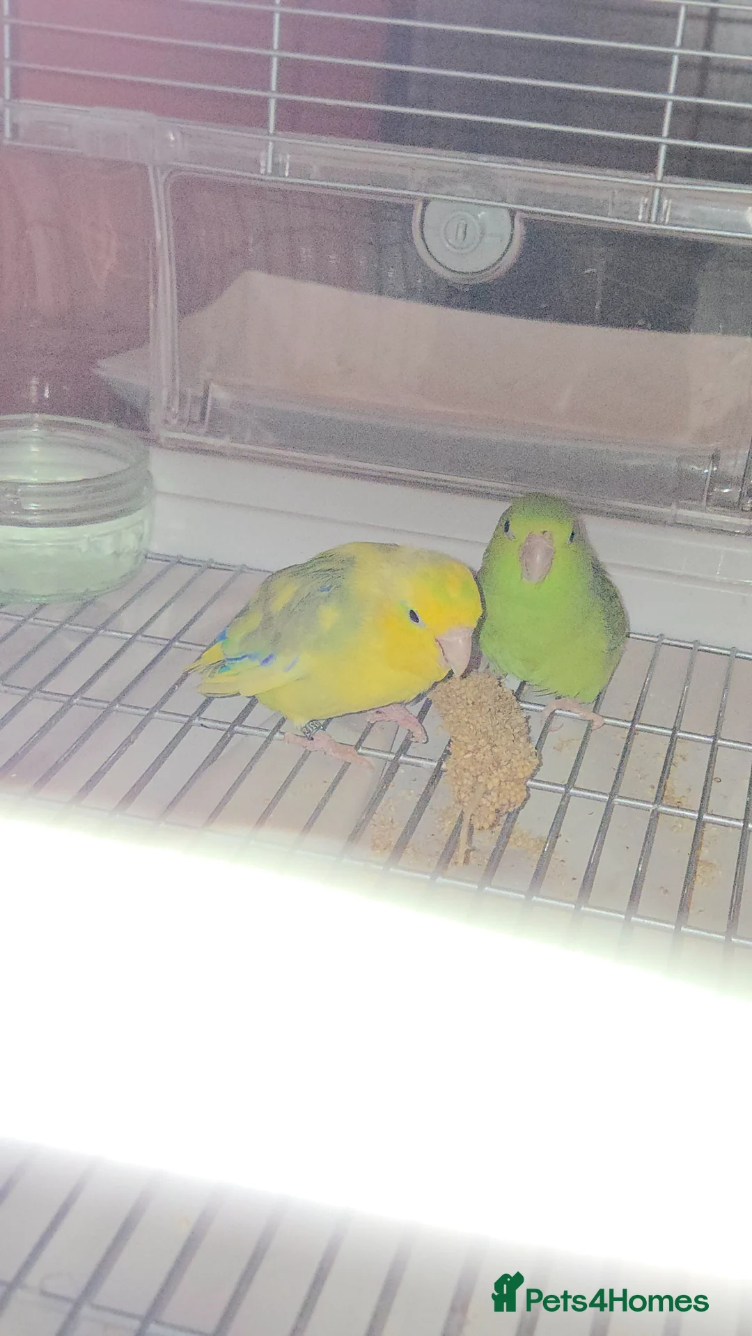 Parrots birds for sale: Pair of parrotlets - Advert 1
