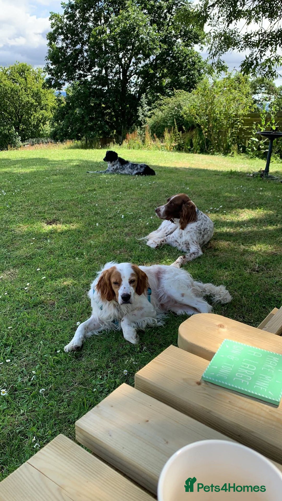 Brittany Spaniel dogs for adoption: MYRA! - Image 2