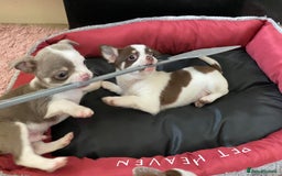 Chihuahua dogs for sale: Chihuahua Puppies For Sale - Advert 8