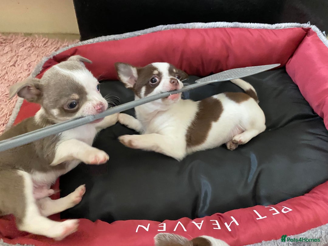Chihuahua dogs for sale: Chihuahua Puppies For Sale - Advert 8