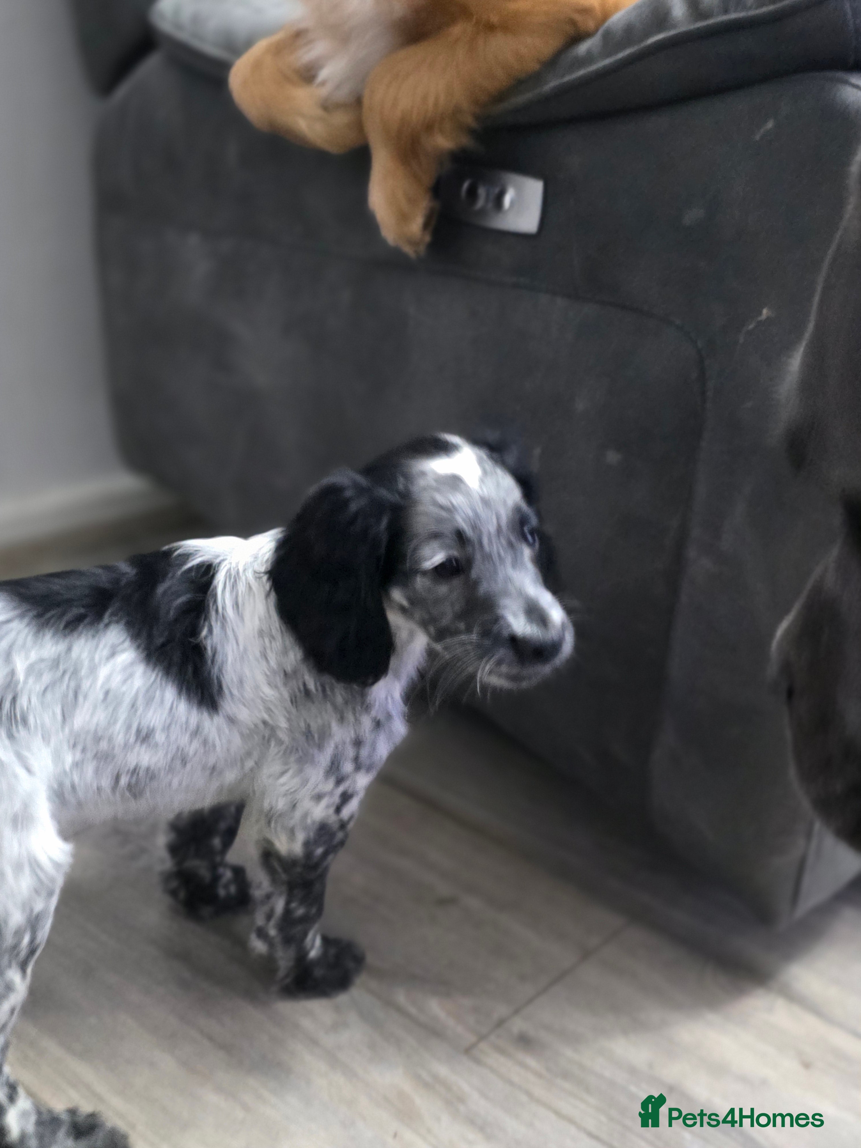 Cocker Spaniel dogs 1 left Working coker spaniel  - Advert 16