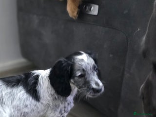 Cocker Spaniel dogs 1 left Working coker spaniel - Advert 18