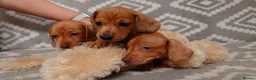 Miniature Dachshund dogs for sale: Beautiful Miniature Puppy Dachsung  - Advert 6