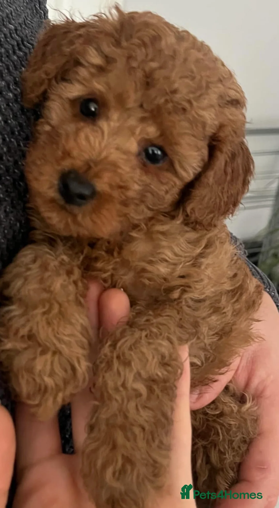 Toy Poodle dogs for sale: Ready to leave now  - Advert 2