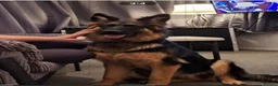 German Shepherd dogs for sale: Gsd puppy - Advert 7