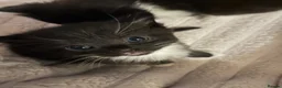 Ragdoll cats for sale: Ragdoll X Kittens  - Advert 9