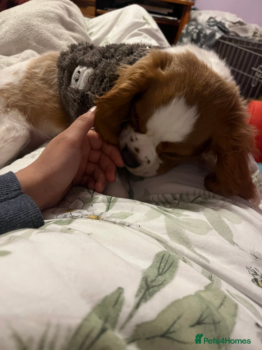 Cavalier King Charles Spaniel dogs for sale: Male cavalier King Charles spaniel puppy - Advert 6