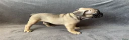 French Bulldog dogs for sale: KC Registered French Bulldogs Boys Ready Now in Borehamwood - Advert 15