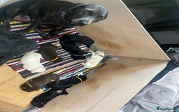 Labrador Retriever dogs for sale: UPDATE-GORGEOUS PUPS ARE HERE!  - Image 17