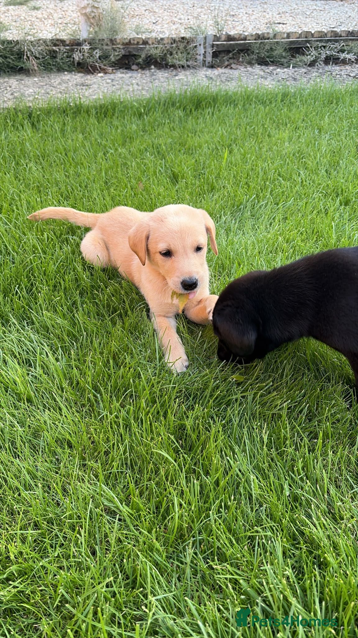 Labrador Retriever dogs Working labrador puppies  - Advert 17