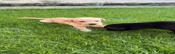 Labrador Retriever dogs for sale: Working labrador puppies  - Advert 9